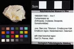 Foto (Objket + Etiketten) von Cracensigillatus acutirostrus (Moericke, 1889) 